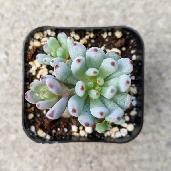 bluebean succulent Graptopetalum Pachyphyllum 'Bluebean' – Unique Blue Succulent Cuttings – Grow Something