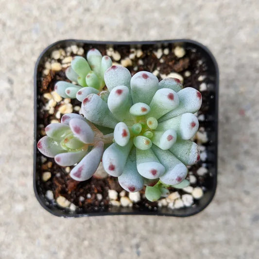 Graptopetalum Pachyphyllum Bluebean