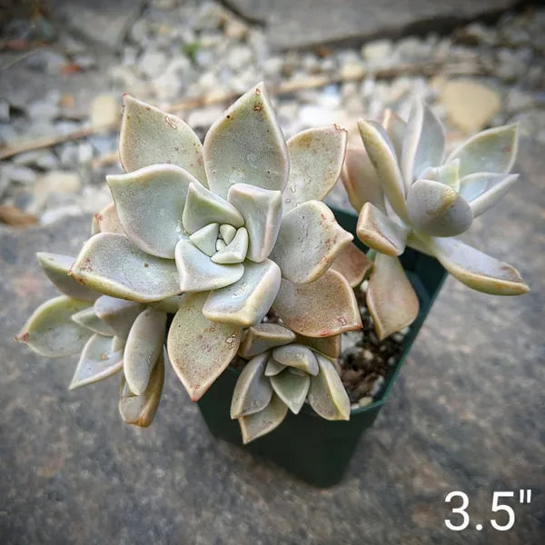 Graptopetalum Paraguayense - Pearls
