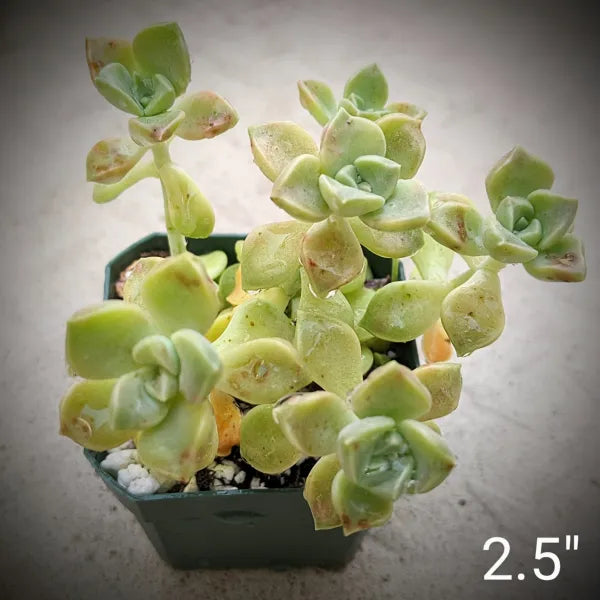 Graptopetalum Paraguayense Subsp. Bernalense