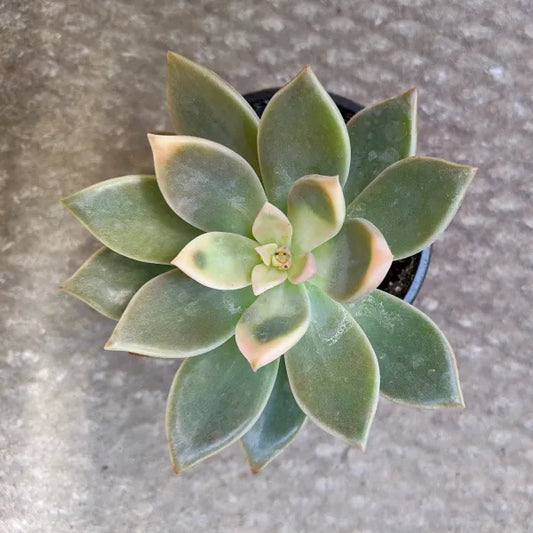 Graptopetalum Paraguayense Variegata