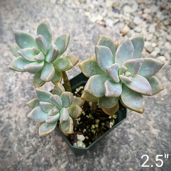 Graptopetalum Paraguayense aka Ghost Plant