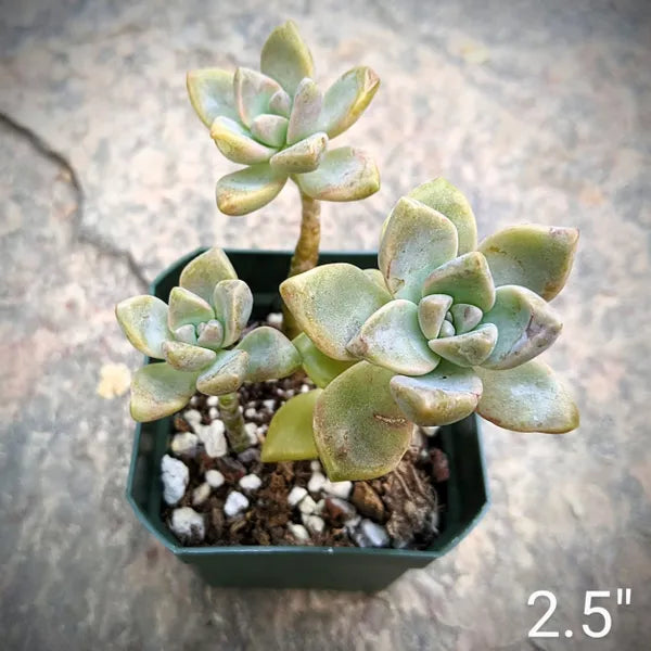 Graptopetalum Paraguayense aka Ghost Plant