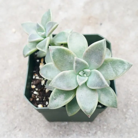 Graptopetalum Superbum Paraguayense -Mother Of Pearl