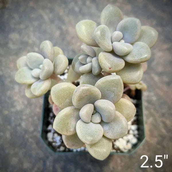 A close-up of Graptopetalum ‘Ellen’ in a 2.5" pot, showing its plump, soft cream-coloured leaves.