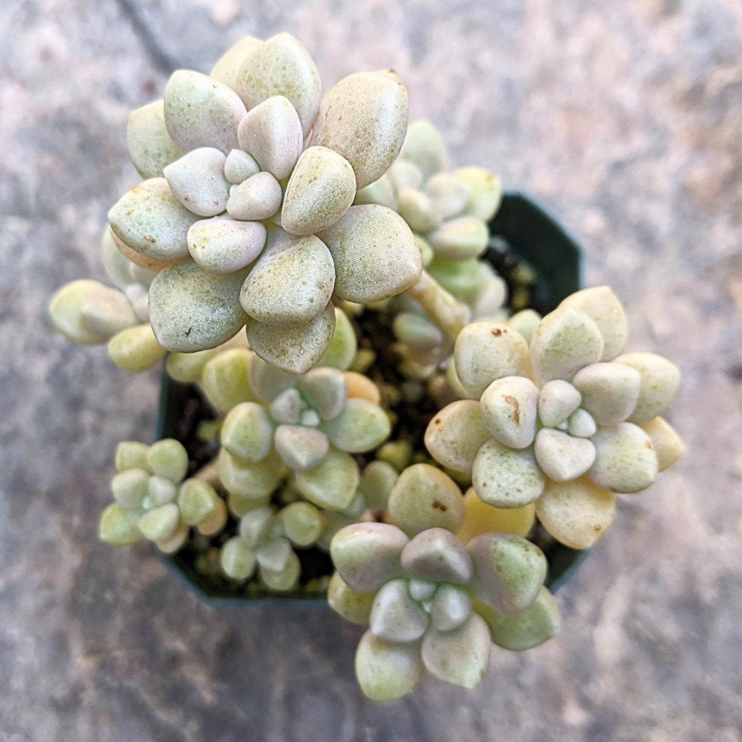 A close-up top view of Graptopetalum Mendozae in a 2.5" pot, showing its plump, soft cream-coloured leaves.