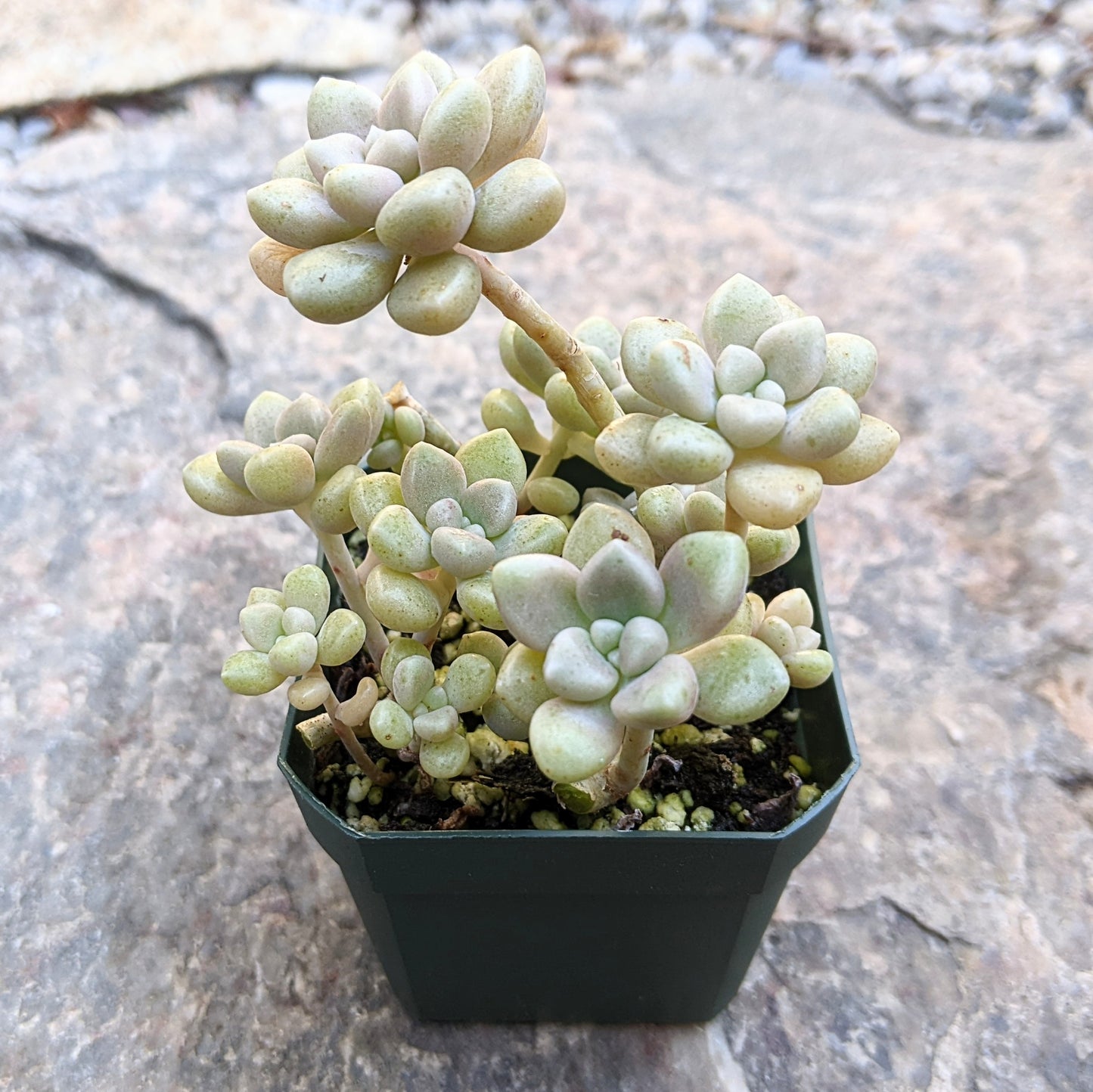 A close-up side view of Graptopetalum Mendozae in a 2.5" pot, showing its plump, soft cream-coloured leaves.