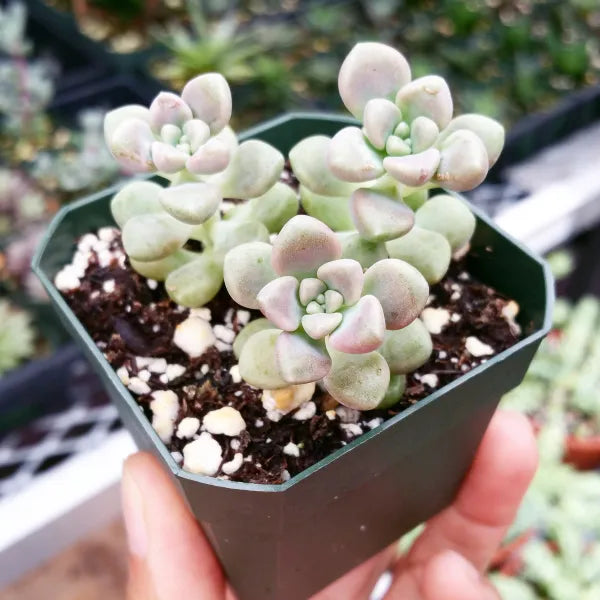 A close-up top view of Graptopetalum Mendozae in a 2.5" pot, showing its plump, soft cream-coloured leaves.