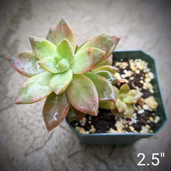 Close-up of Graptosedum Copper Glow succulent in a 2.5" pot, highlighting its vibrant copper-toned leaves and rosette shape.