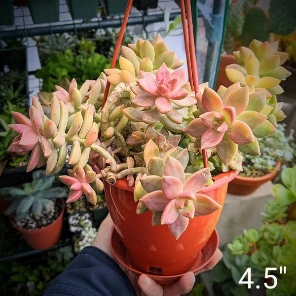 Close-up of Graptosedum Copper Glow succulent in a 4.5" hanging basket, highlighting its vibrant copper-toned leaves and rosette shape.