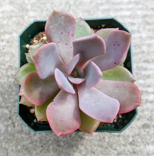 Graptoveria Debbie