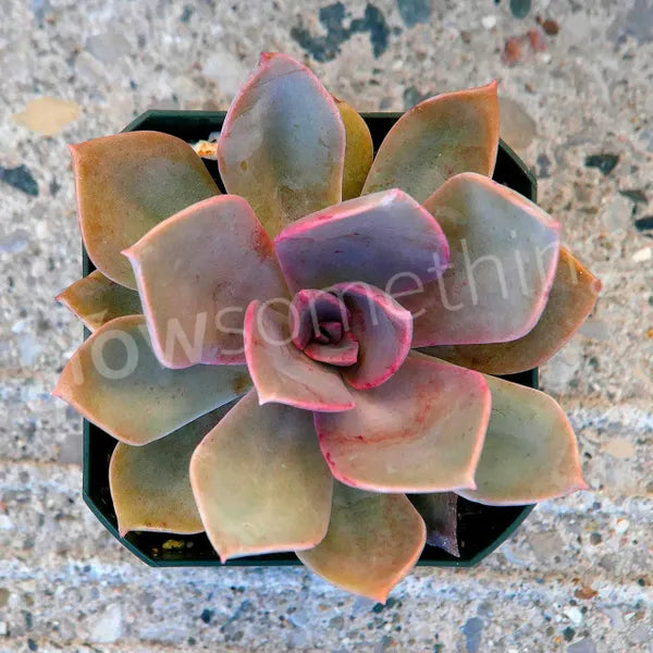Graptoveria Douglas Huth