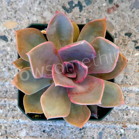 Graptoveria Douglas Huth