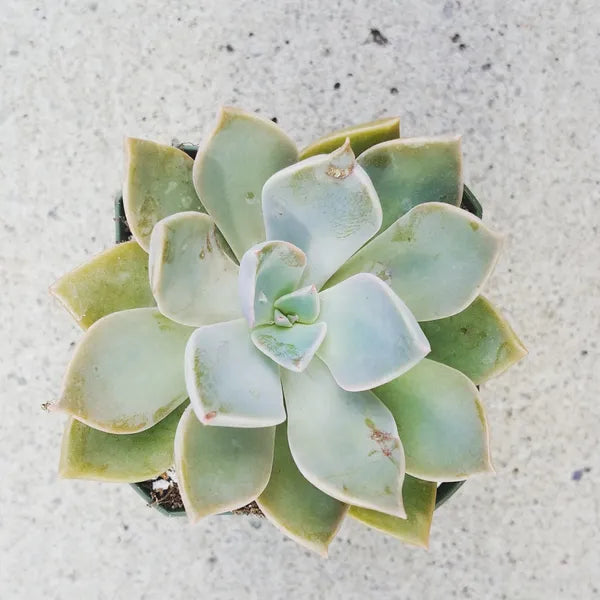 Graptoveria Douglas Huth
