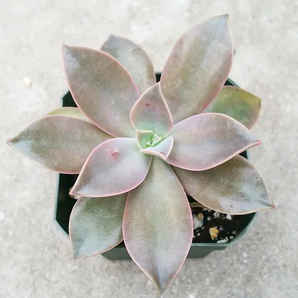Close-up of Graptoveria 'Fred Ives,' showcasing its pinkish-grey elongated leaves.