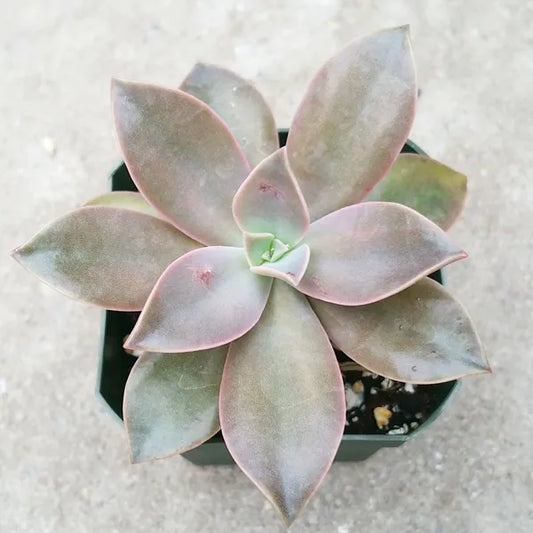 Close-up of Graptoveria 'Fred Ives,' showcasing its pinkish-grey elongated leaves.