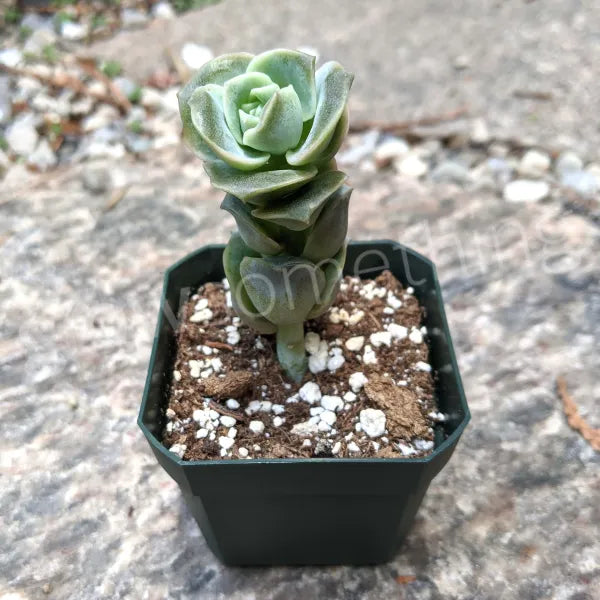 Close-up of Graptoveria 'Lovely Rose' succulent with compact, rose-shaped rosettes.
