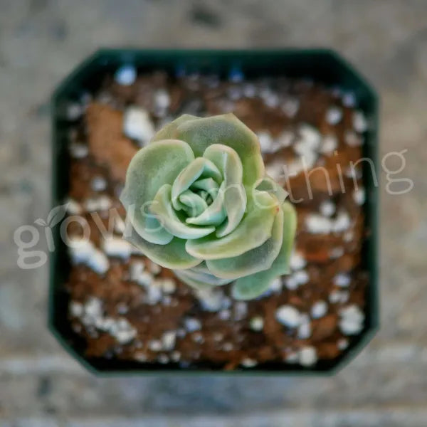 Close-up top view of Graptoveria 'Lovely Rose' succulent with compact, rose-shaped rosettes.
