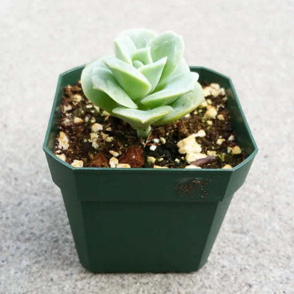 Close-up of Graptoveria 'Lovely Rose' succulent with compact, rose-shaped rosettes.