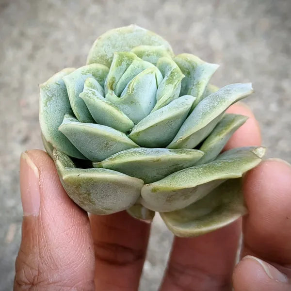 Close-up cutting of Graptoveria 'Lovely Rose' succulent with compact, rose-shaped rosettes.