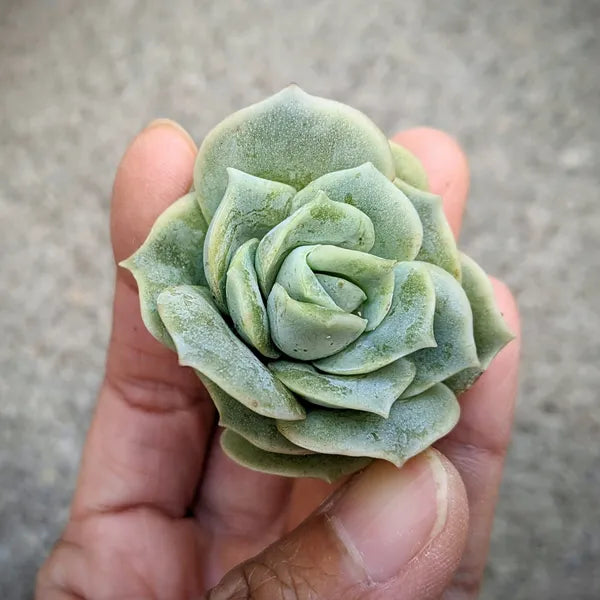 Close-up cutting of Graptoveria 'Lovely Rose' succulent with compact, rose-shaped rosettes.