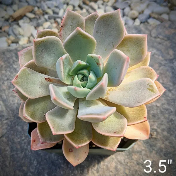A close-up of Graptoveria 'Marpin' (Pretty in Pink), showcasing its rosette of pink-tinged, powdery blue-grey leaves.