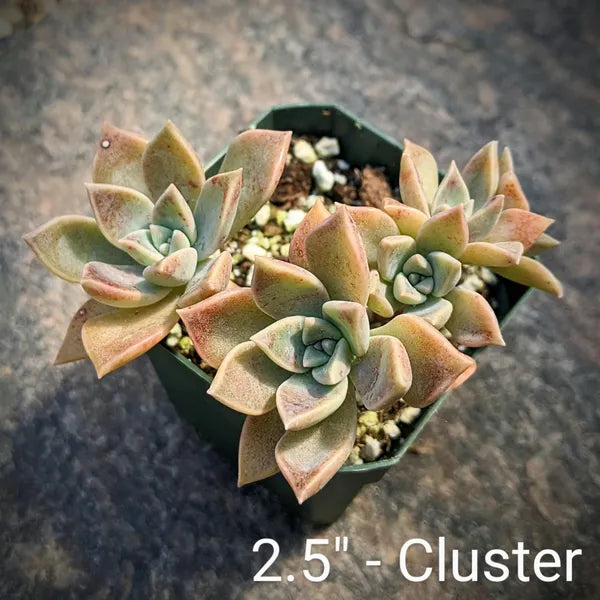 A close-up of Graptoveria 'Marpin' (Pretty in Pink) cluster, showcasing its rosette of pink-tinged, powdery blue-grey leaves.
