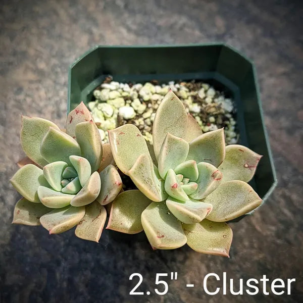 A close-up of Graptoveria 'Marpin' (Pretty in Pink), showcasing its rosette of pink-tinged, powdery blue-grey leaves.
