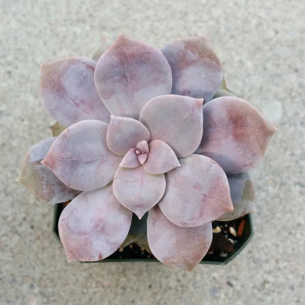 Graptoveria Pentandrum Superbum
