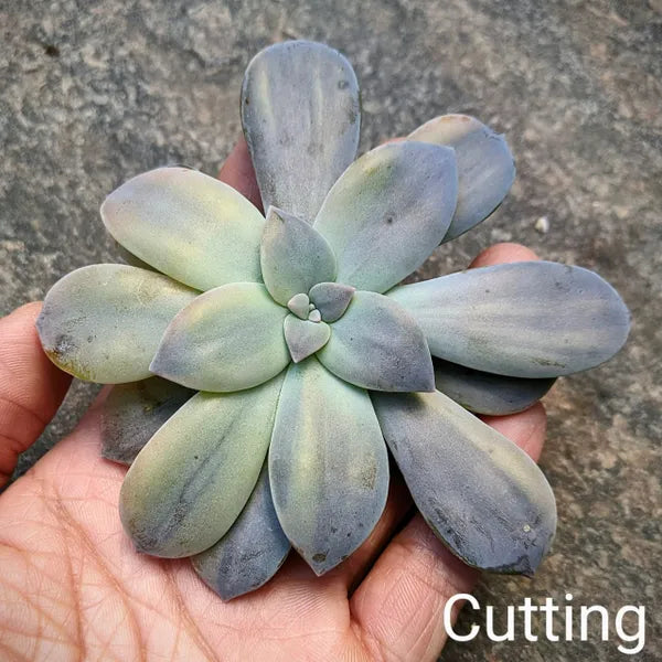 Graptoveria Pentandrum Superbum Variegated