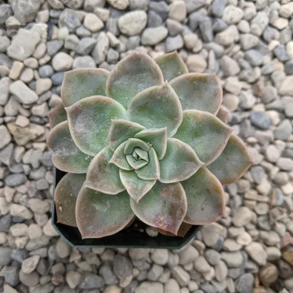 Graptoveria 'Fantome'