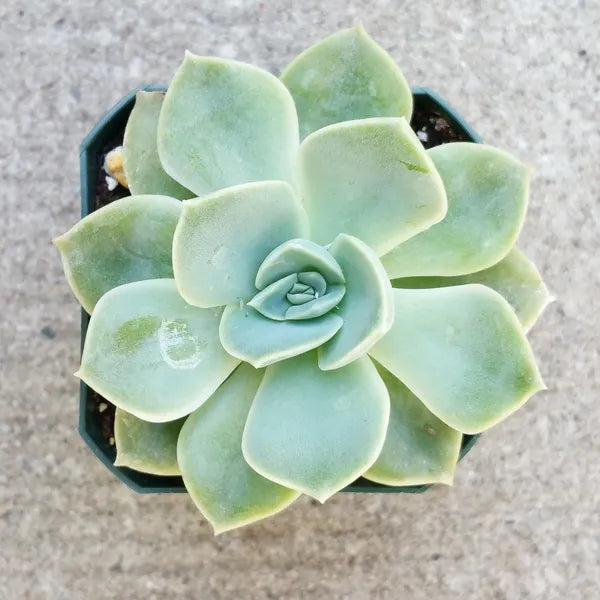 Graptoveria 'Fantome'