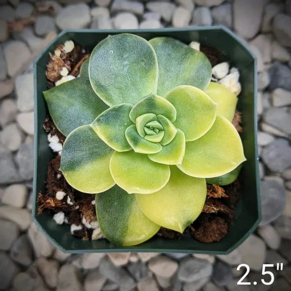 Graptoveria 'Harry Watson' Variegated