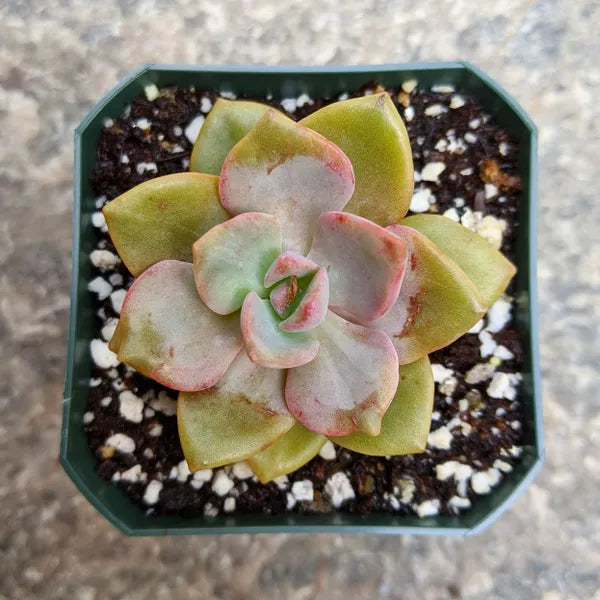 Close-up of Graptoveria 'Mrs. Richards,' showcasing its pastel-coloured rosette.