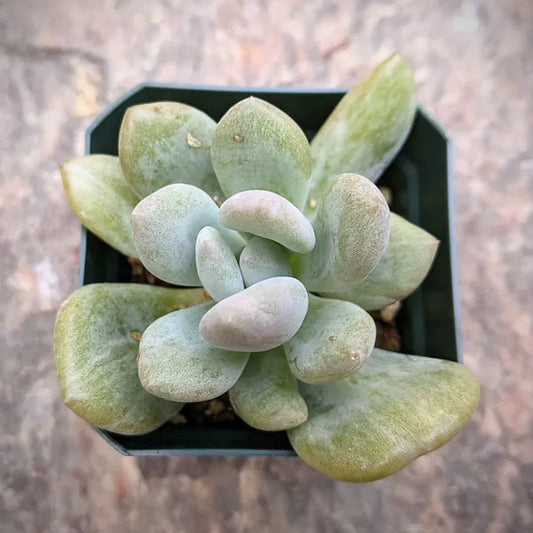 Graptoveria ‘Opalina’ Variegated