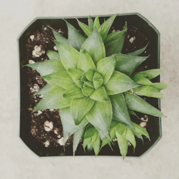 Haworthia Batesiana