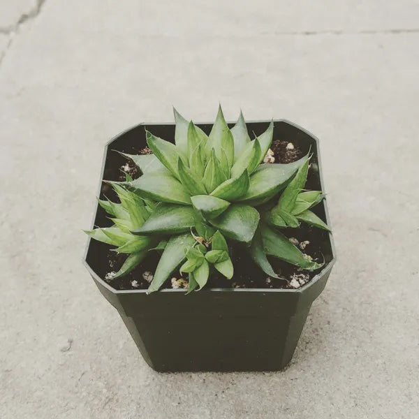 Haworthia Batesiana