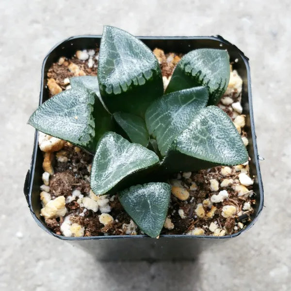 Haworthia Bayeri-Correcta Japanese Hybrid