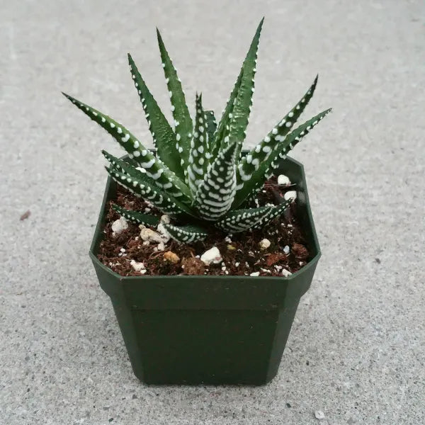 Haworthia Big Bang