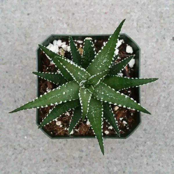 Haworthia Big Bang