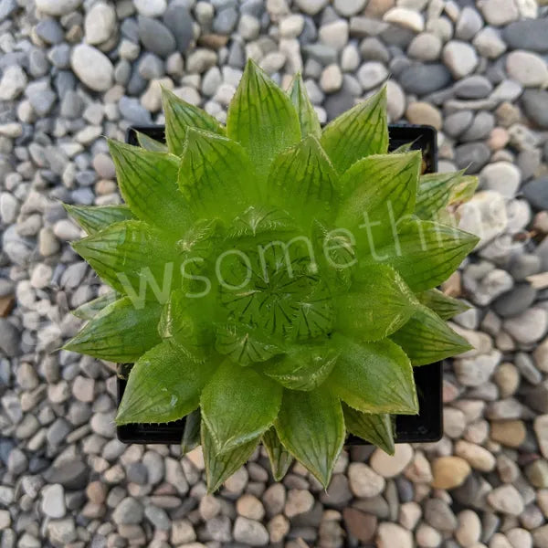 Haworthia Cooperi Var. Picturata