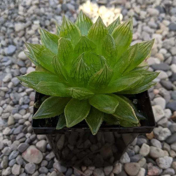 Haworthia Cooperi Var. Picturata