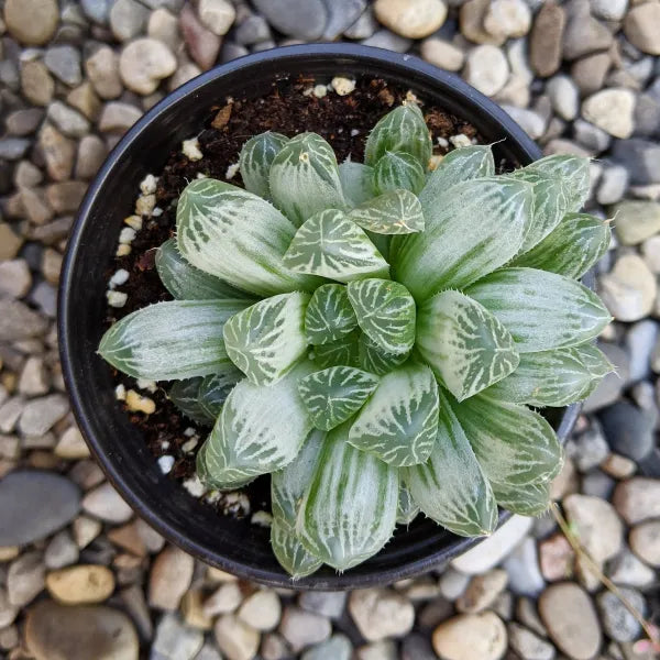 Haworthia Cooperi Variegata