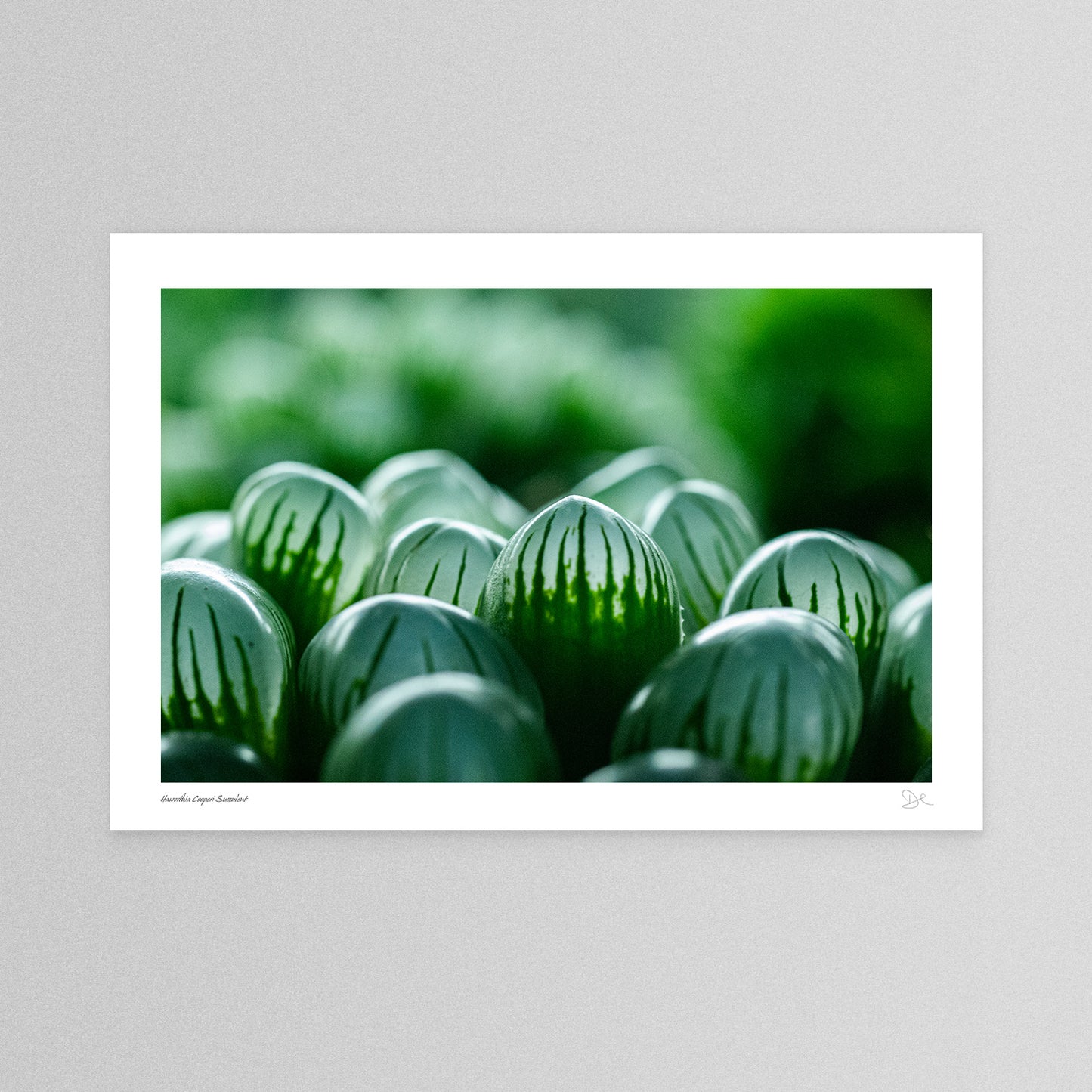 Haworthia Cooperi Succulent