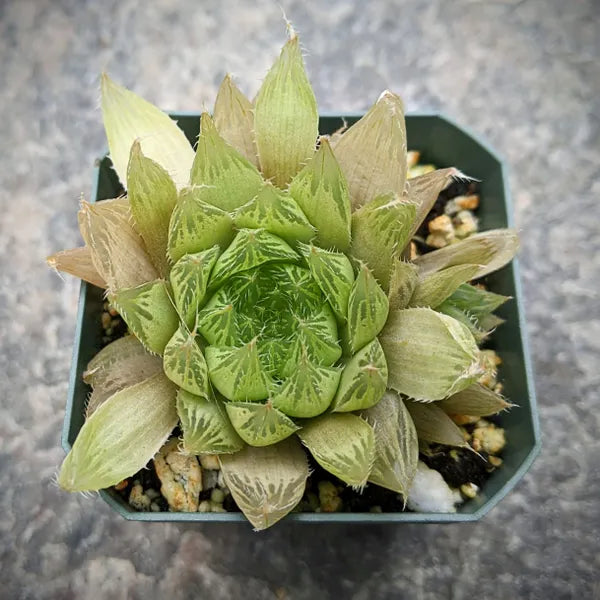 succulent with translucent leaves Haworthia Cooperi Var. Isabellae – Compact Succulent Plant – Grow Something