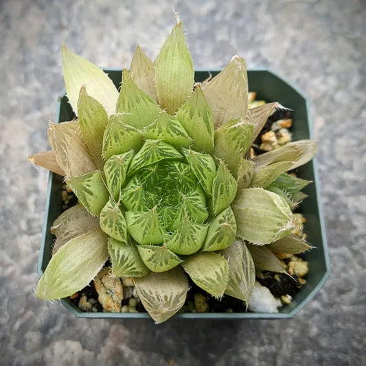 Haworthia Cooperi var. Isabellae