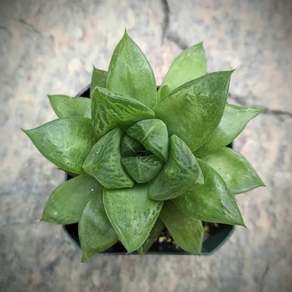 Haworthia Cuspidata