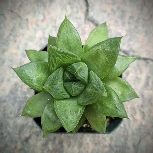 Haworthia Cuspidata