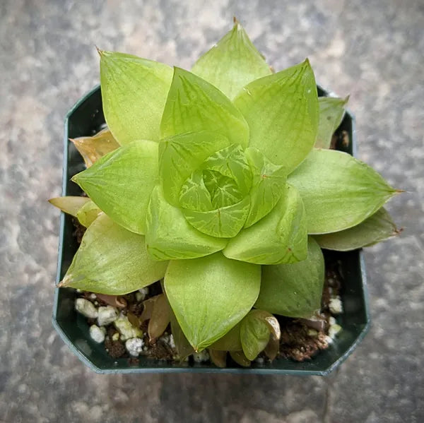 Haworthia Cymbiformis