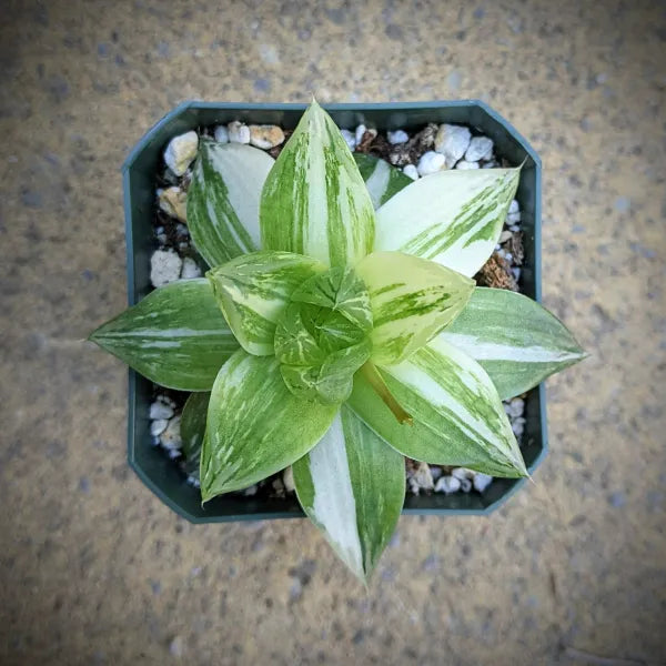 Haworthia Cymbiformis Variegated